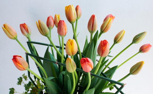 ¿Te gustan los tulipanes?