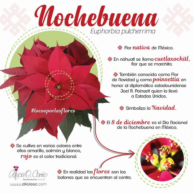 Flor de Nochebuena